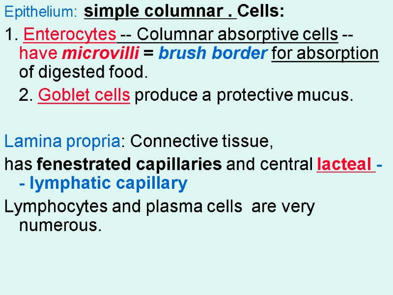 Epithelium: simple columnar . Cells: 1. Enterocytes -- Columnar absorptive cells --have microvilli =